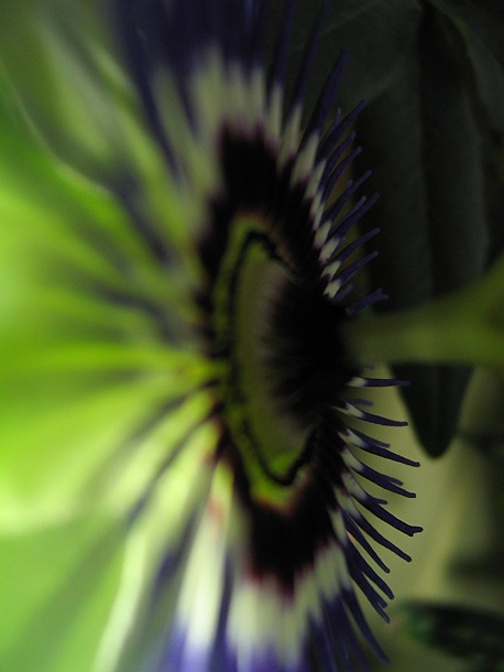 photo "Passiflora" tags: macro and close-up, 