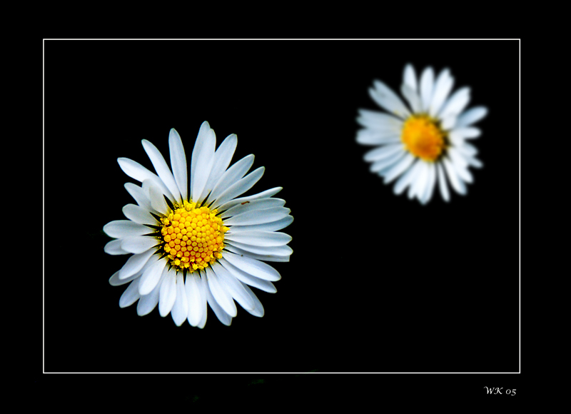 photo "Double Daisy" tags: macro and close-up, 