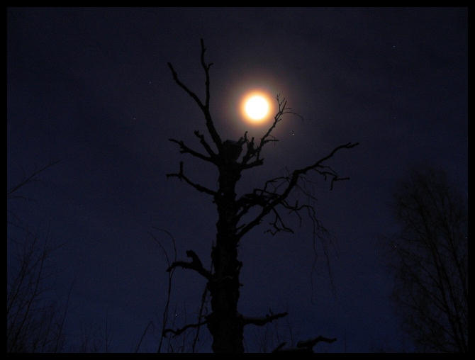 photo "Tree and Moon" tags: nature, landscape, night