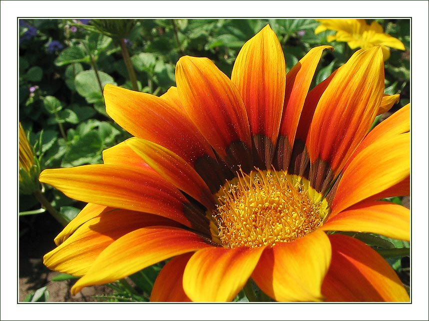 photo "Colors of summer" tags: nature, flowers