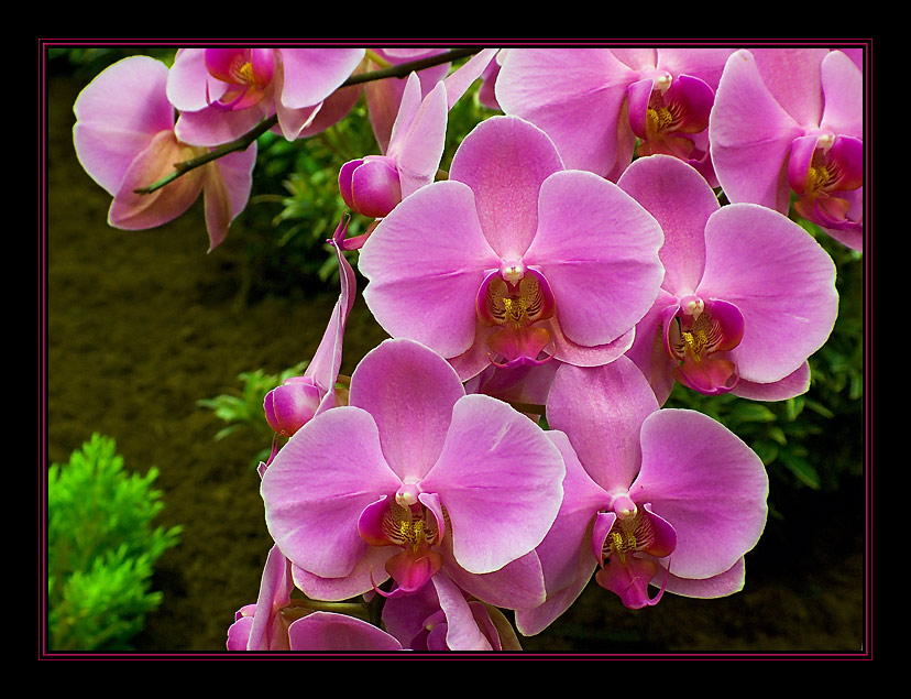 photo "***3" tags: nature, macro and close-up, flowers