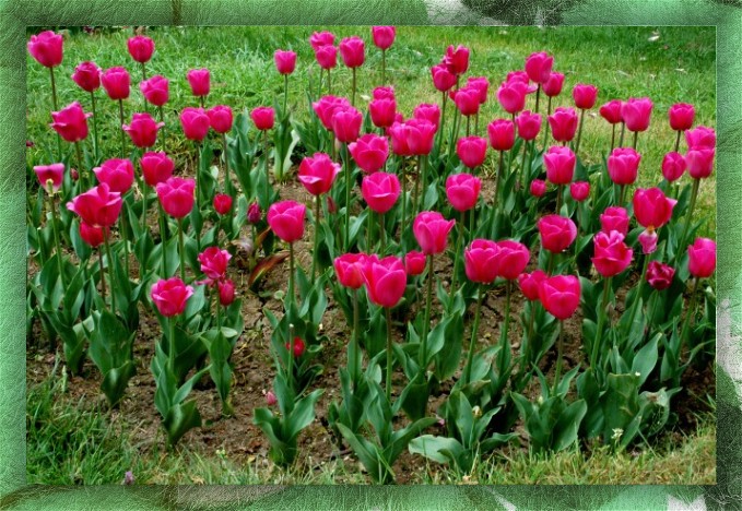 photo "Tulips" tags: nature, flowers