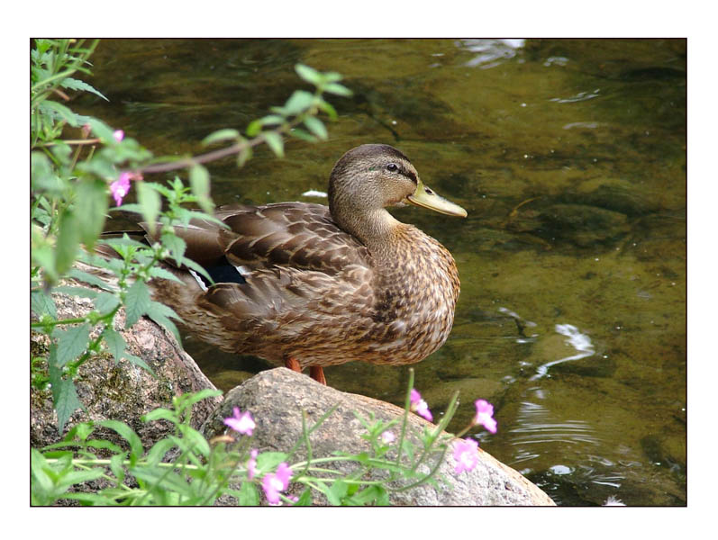 photo "Duck" tags: nature, wild animals