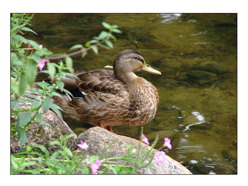 фото "Duck" метки: природа, дикие животные