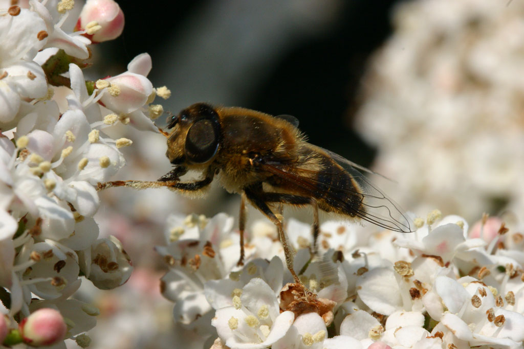 фото "Bee #2" метки: природа, макро и крупный план, насекомое