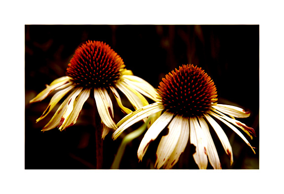 photo "Autumn Fire" tags: nature, macro and close-up, flowers