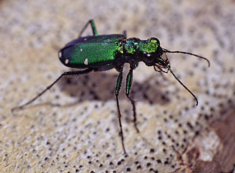 фото "Tiger Beetle" метки: природа, насекомое