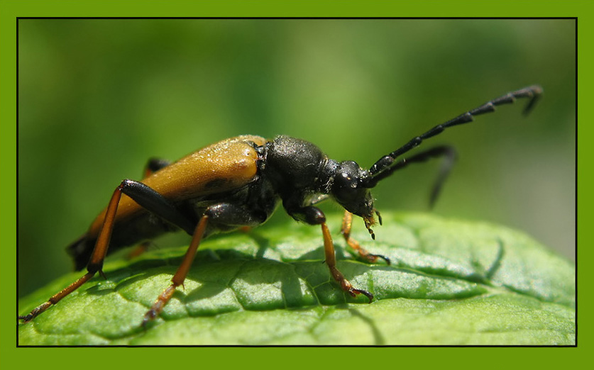 photo "~Capricorn beetle~" tags: macro and close-up, nature, insect