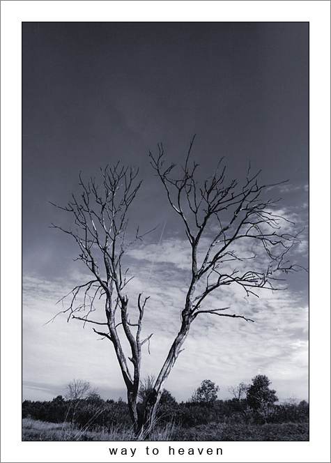 photo "way to heaven" tags: black&white, 