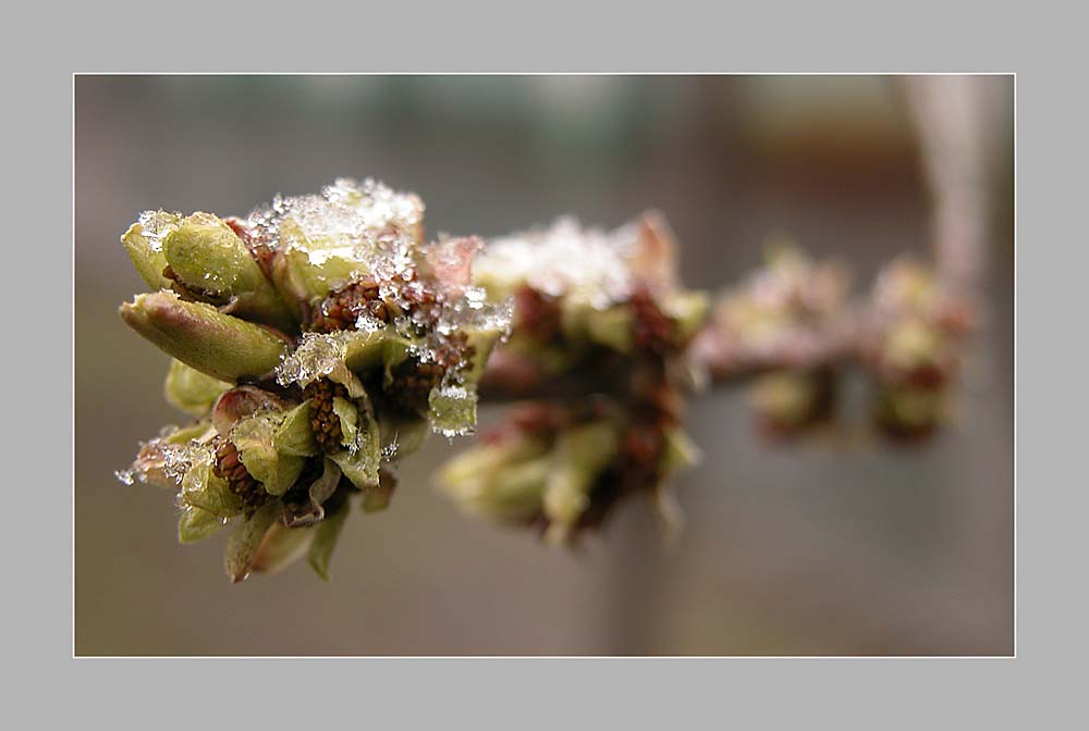 photo "***" tags: macro and close-up, nature, flowers