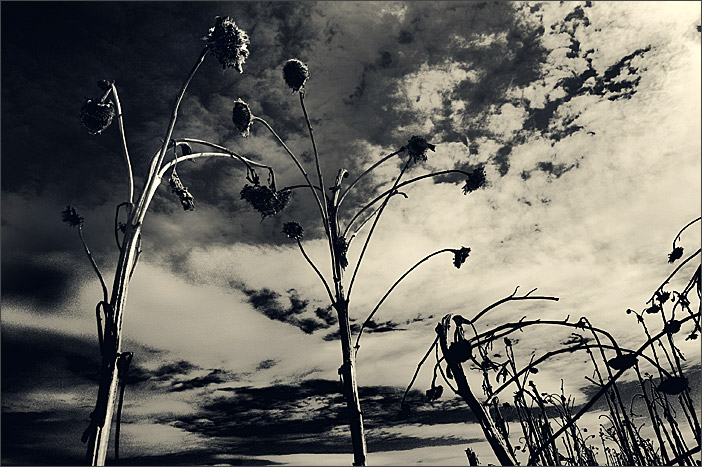 фото "The sun was here" метки: природа, пейзаж, облака, цветы