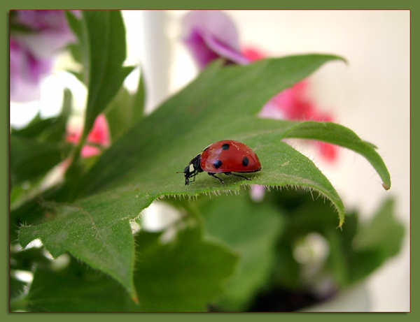 photo "Easter days" tags: nature, flowers