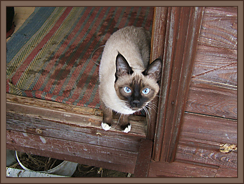 фото "***" метки: природа, домашние животные
