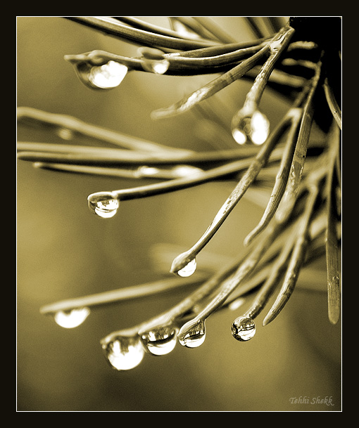 photo "Rain which you have presented me..." tags: macro and close-up, 