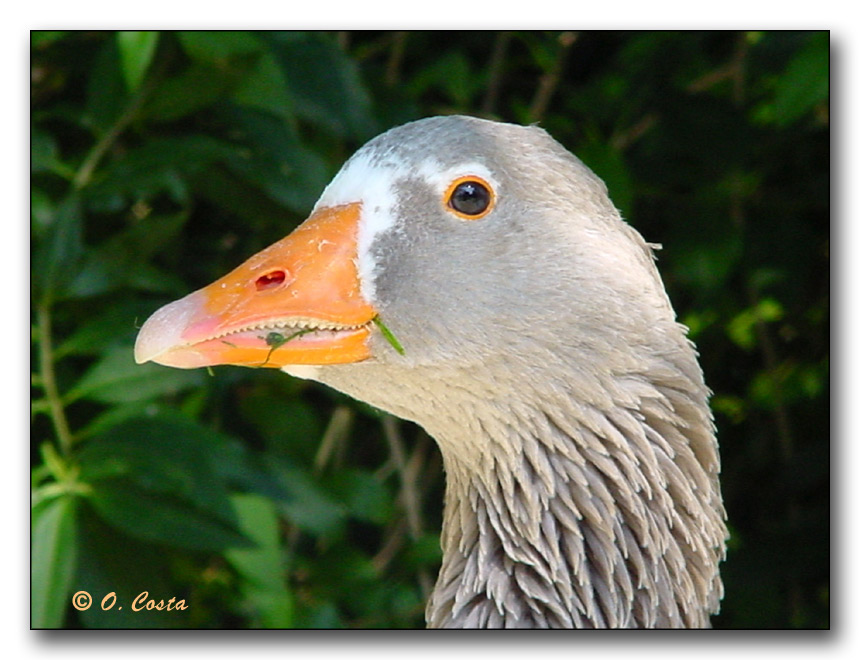 фото "Mr. Teeth ...!" метки: природа, дикие животные, домашние животные