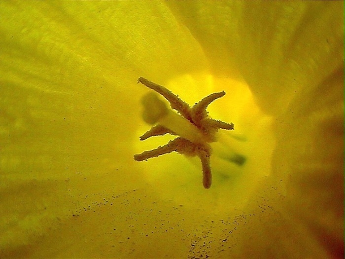 фото "daffodil/Сердце цветок/" метки: природа, цветы