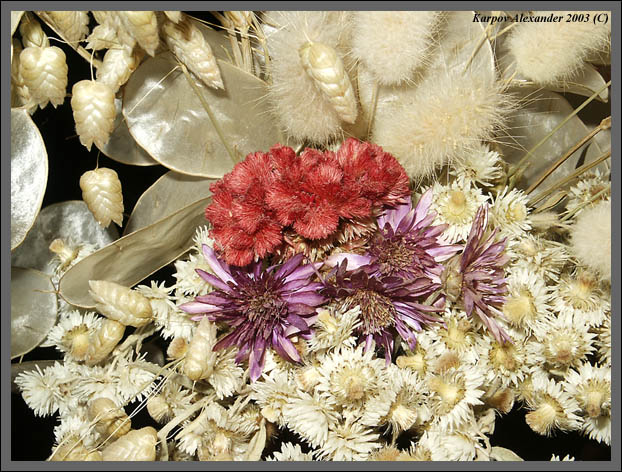 photo "Bouquet" tags: still life, nature, flowers