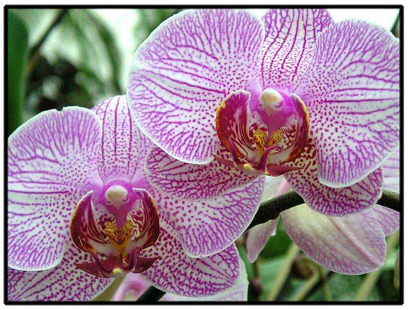 фото "Orchidea-2" метки: природа, макро и крупный план, цветы