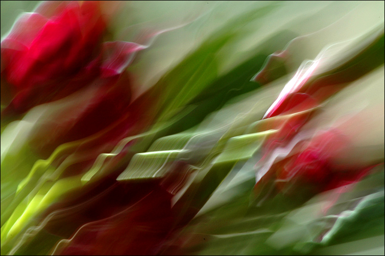 photo "painting" tags: nature, abstract, flowers