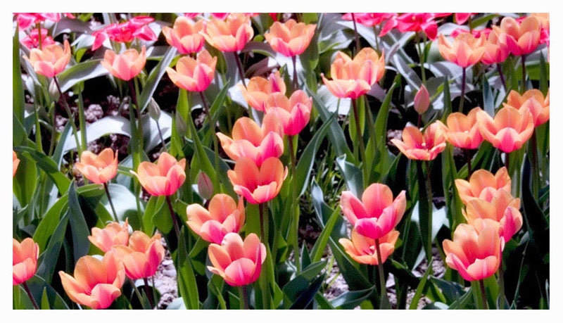 фото "Для тех, кто любит тюльпаны" метки: природа, цветы