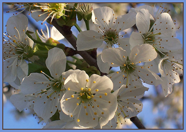 фото "Весна в веснушках." метки: природа, цветы