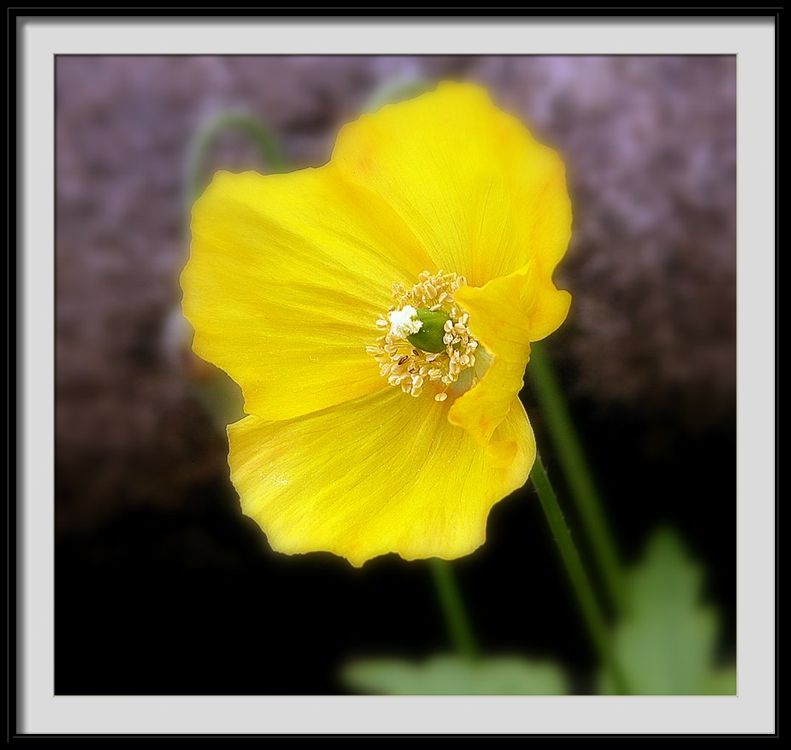фото "yellow poppy" метки: разное, 