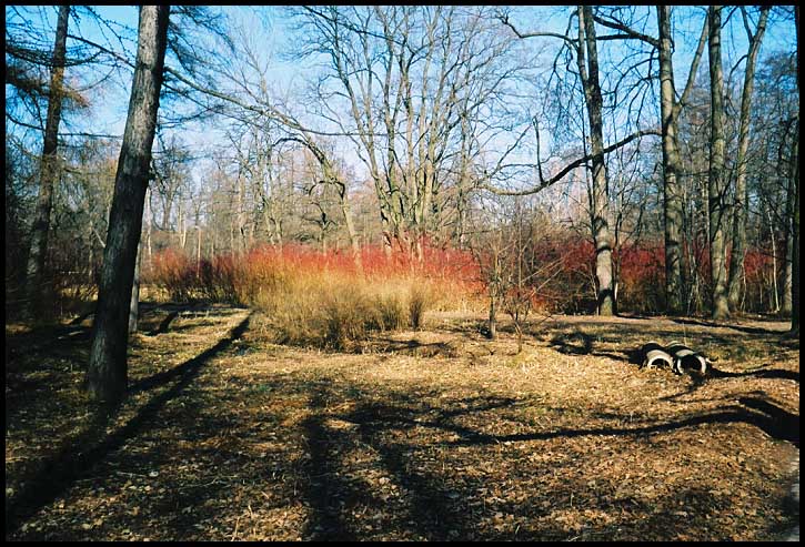 фото "красный апрель" метки: пейзаж, весна, лес