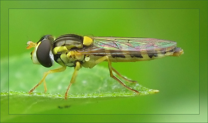 photo "~Drone-fly" tags: macro and close-up, nature, insect