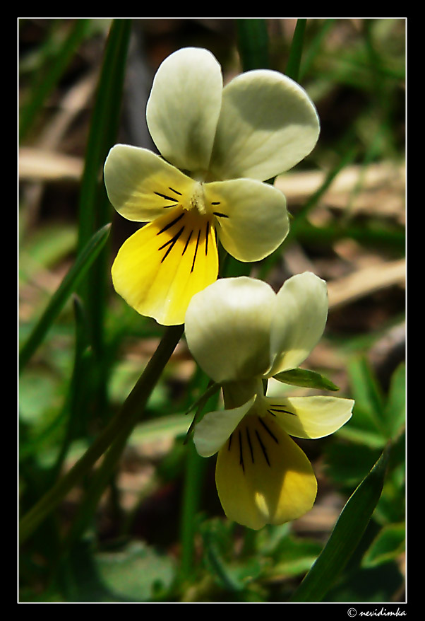 photo "tenderness" tags: nature, flowers