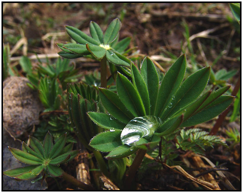 photo "Spring sketch" tags: macro and close-up, 