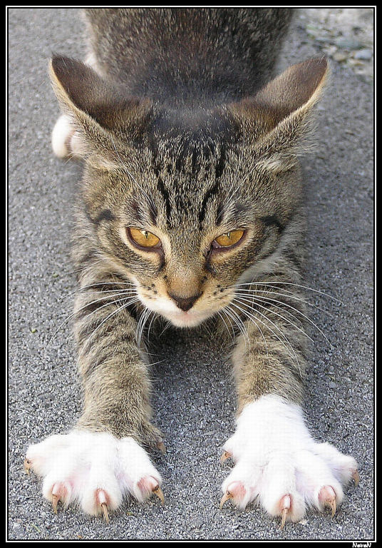 photo "Little Tiger" tags: nature, pets/farm animals