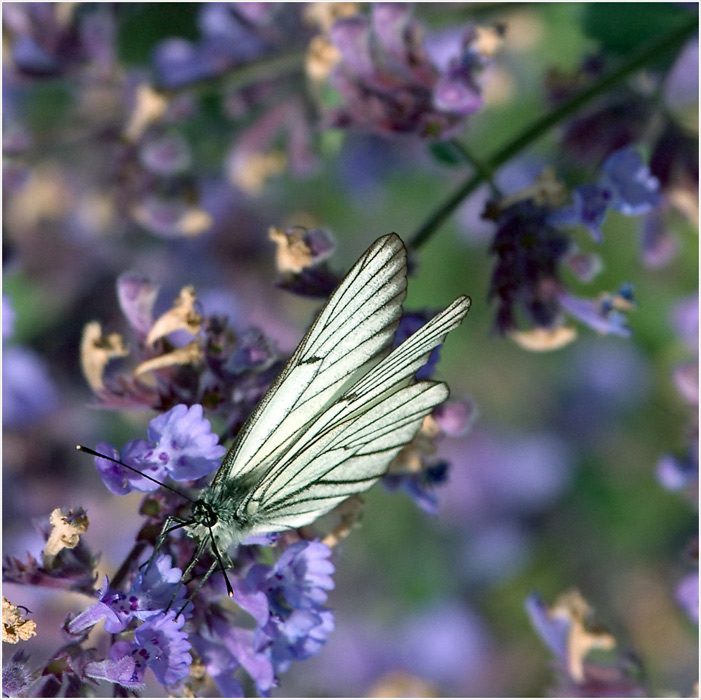 photo "The second breakfast" tags: nature, insect