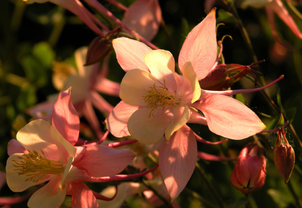 photo "Hidden in a shadow" tags: macro and close-up, nature, flowers