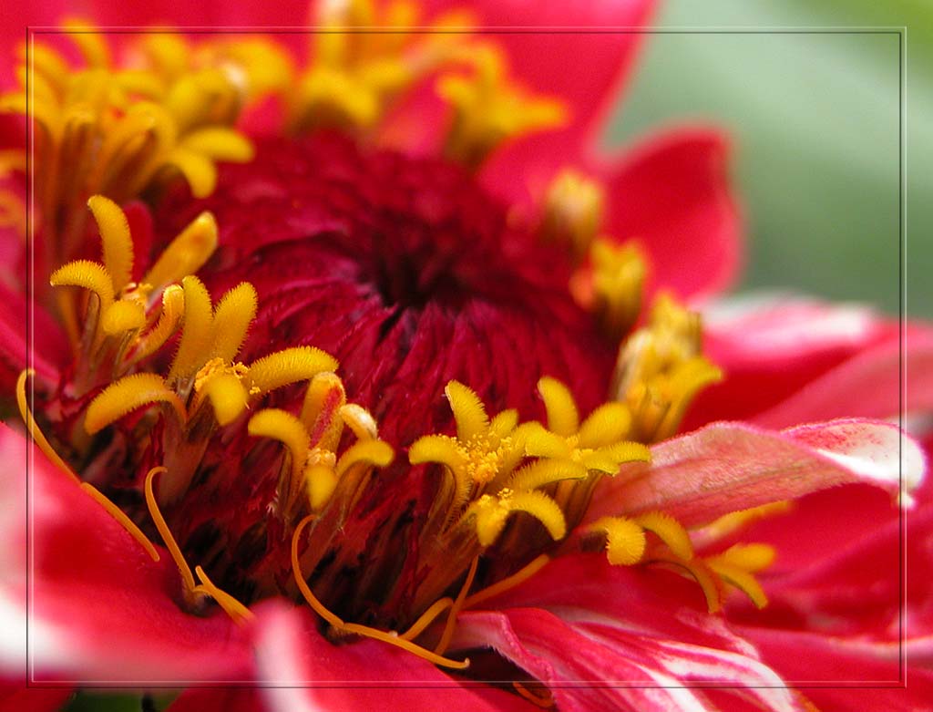 фото "Солнечный цветок" метки: макро и крупный план, природа, цветы