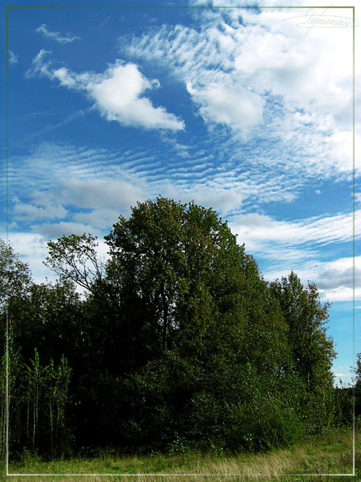 photo "Summer sky." tags: landscape, clouds, forest