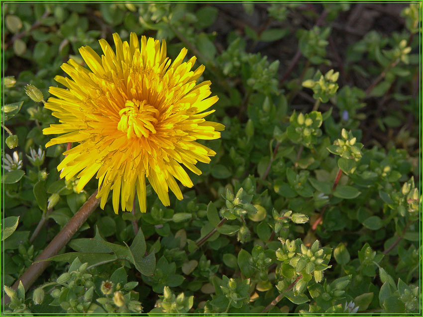 фото "Солнышко для Габи" метки: природа, макро и крупный план, цветы