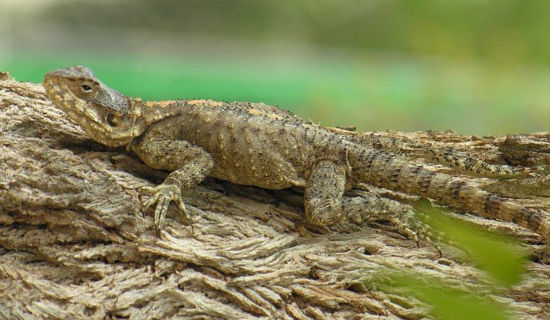 photo "lizard" tags: nature, macro and close-up, wild animals
