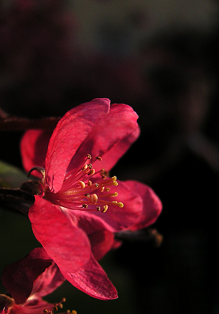 photo "Spring in red" tags: macro and close-up, 