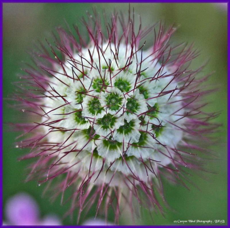 photo "Garden Sputnik !" tags: macro and close-up, nature, flowers