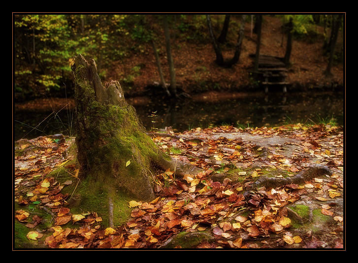photo "*****" tags: nature, landscape, flowers, forest
