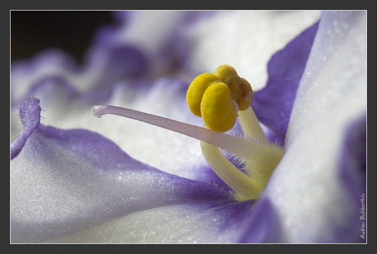 photo "Velvet" tags: macro and close-up, nature, flowers