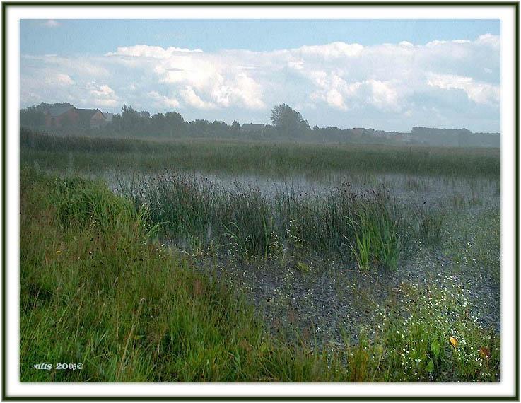 photo "Summer rain" tags: landscape, summer