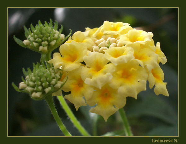 фото "Flower" метки: макро и крупный план, природа, цветы