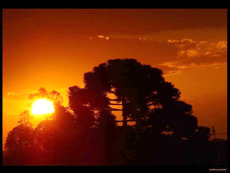photo ""Araucaria"" tags: landscape, sunset