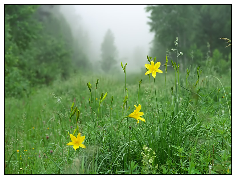 photo "Foggy morning" tags: landscape, summer