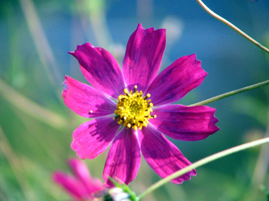 фото "розовое солнце" метки: природа, цветы