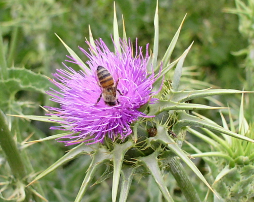 photo "Thistle and Bumble Bee" tags: nature, flowers, insect