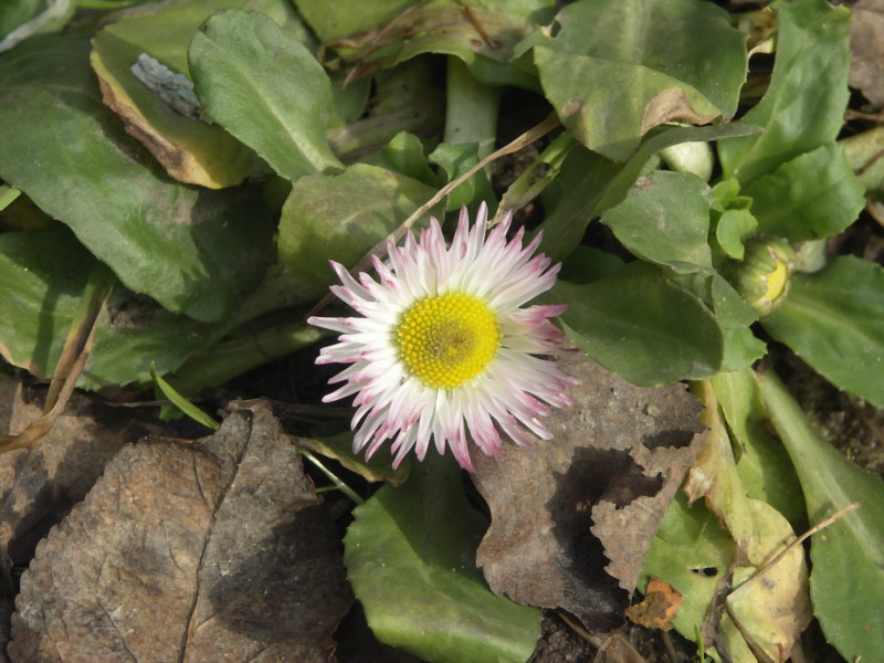 photo "Untitled photo" tags: macro and close-up, nature, flowers
