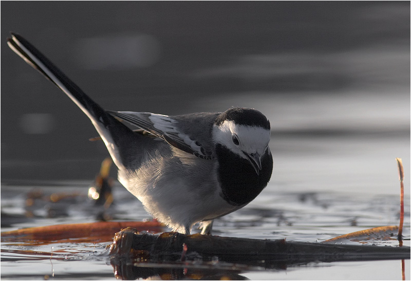 photo "Wagtail 2" tags: nature, wild animals