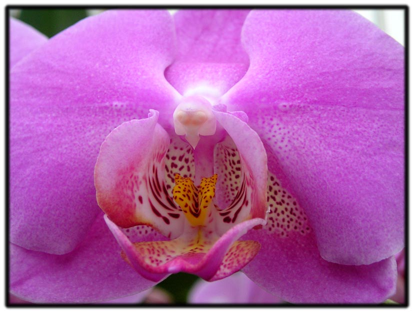 photo "Orchidea-3" tags: nature, macro and close-up, flowers